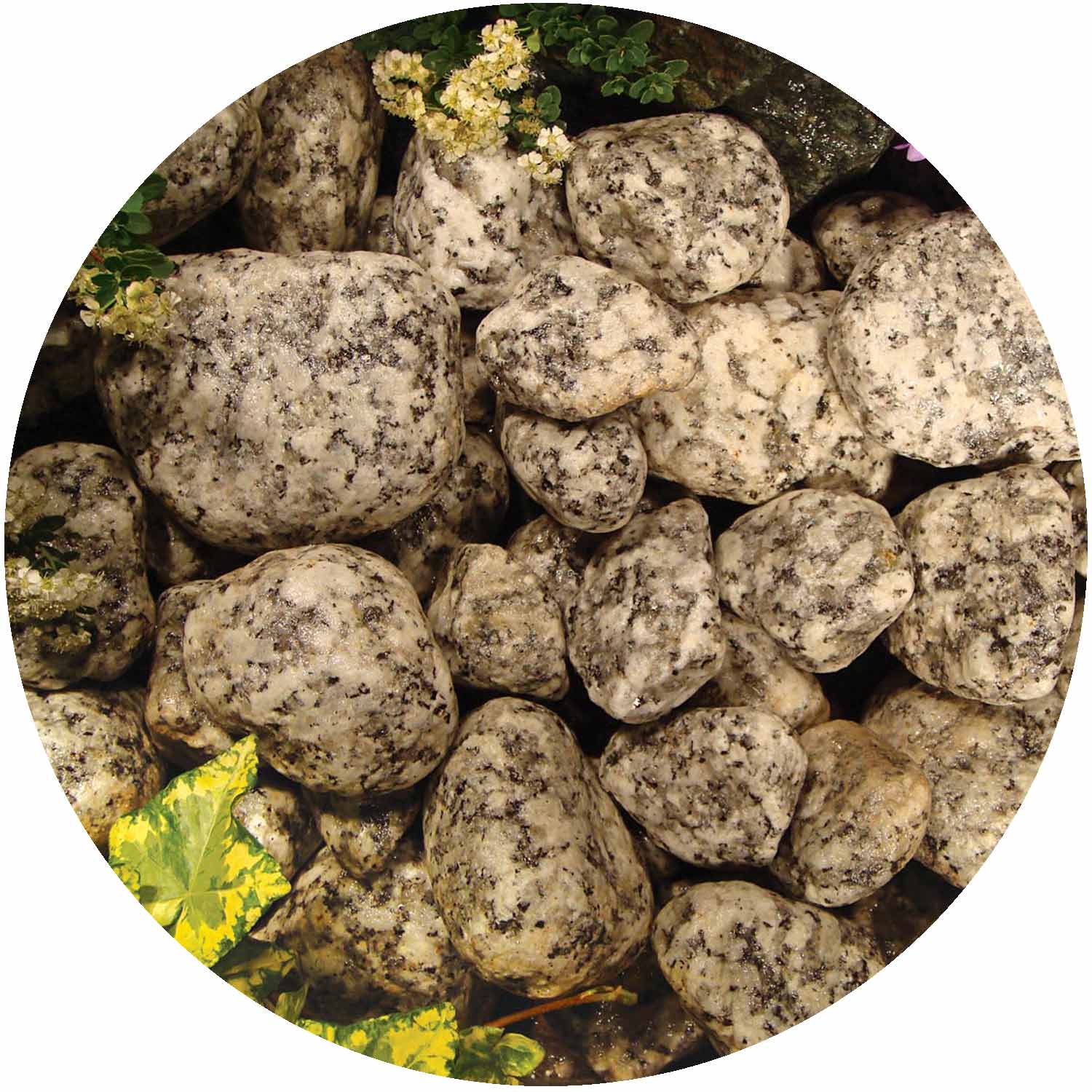 Cornish Silver Cobbles Bulk Bag